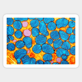 Mitochondria, TEM (G465/0071) Sticker